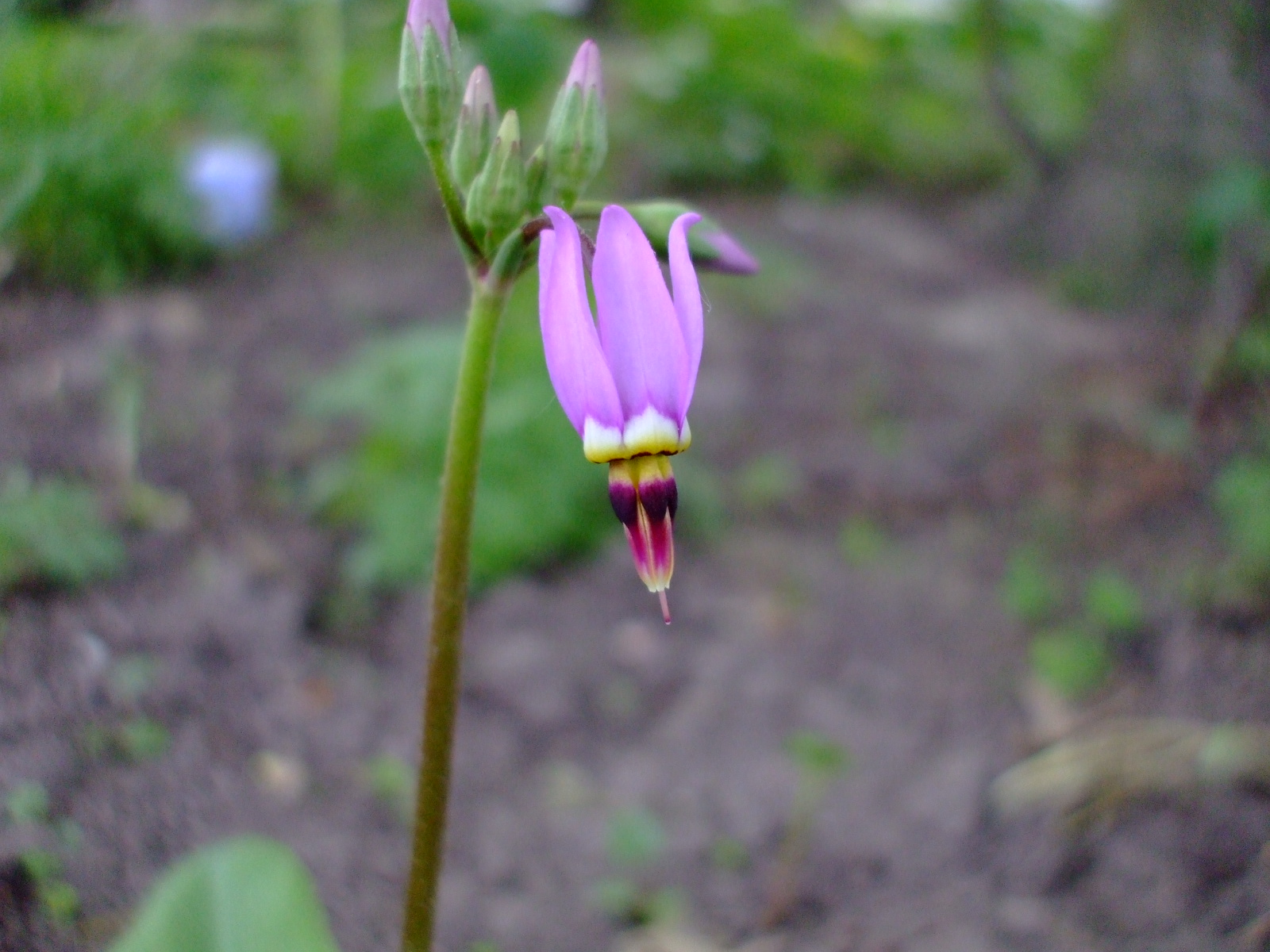 Dodecatheon hendersonii